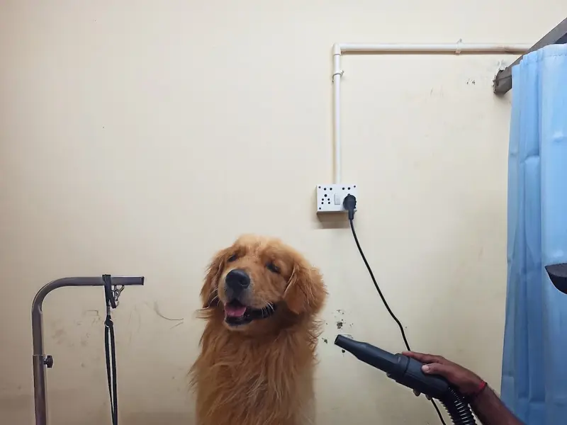 Odin pet palace, pet grooming SPA, Vetinary clinic, photo 4