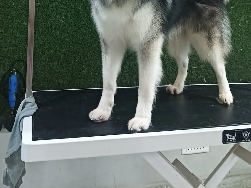 Pets Forever Bengaluru - Pets-Grooming and Spa and pet clinic, photo 2