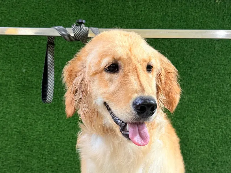 Pets Forever Bengaluru - Pets-Grooming and Spa and pet clinic, photo 3
