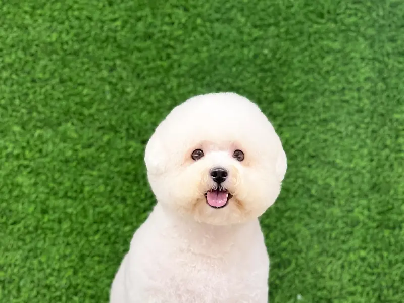 Pets Forever Bengaluru - Pets-Grooming and Spa and pet clinic, photo 4