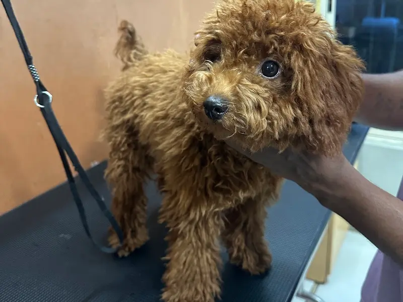 Pets Forever Bengaluru - Pets-Grooming and Spa and pet clinic, photo 5
