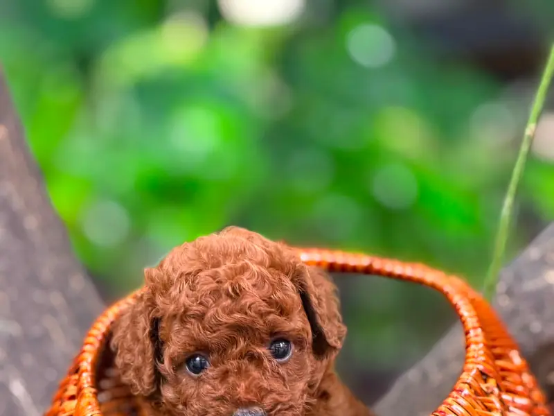 QUALITY PETS WORLD 💫🐾🐶, photo 2