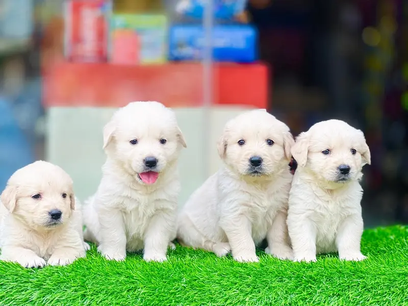 QUALITY PETS WORLD 💫🐾🐶, photo 4
