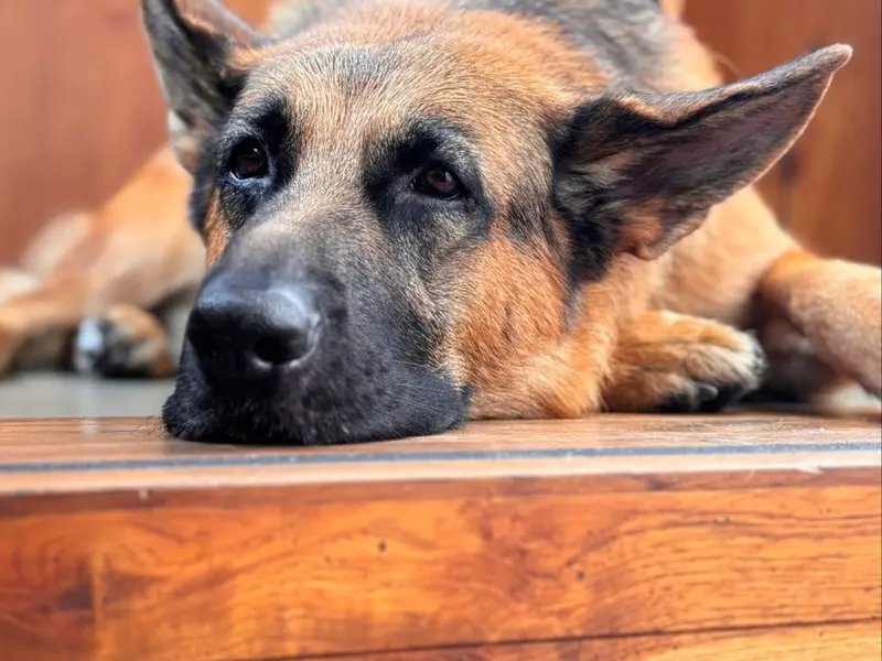 Fetch Masters.k9, photo 5