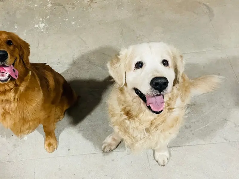 Namma Simba Dog Boarding and Training Academy, photo 2