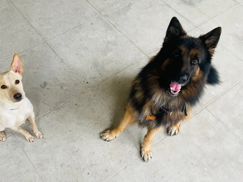 Namma Simba Dog Boarding and Training Academy, photo 3