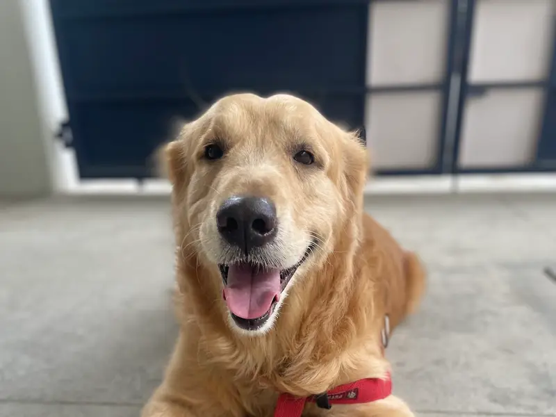 Namma Simba Dog Boarding and Training Academy, photo 4
