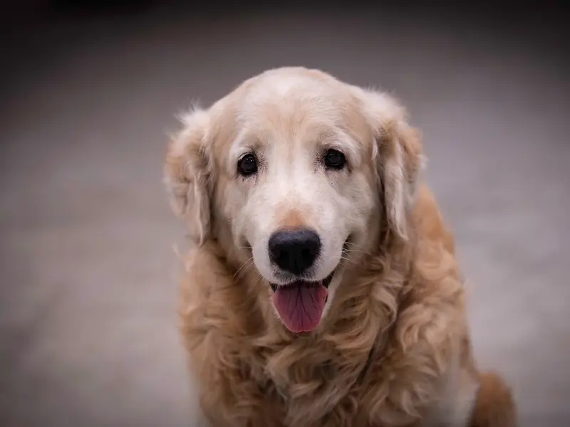 Namma Simba Dog Boarding and Training Academy, photo 5
