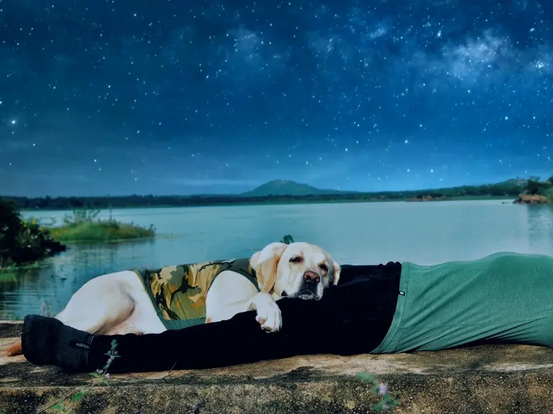 Namma Simba Dog Boarding and Training Academy