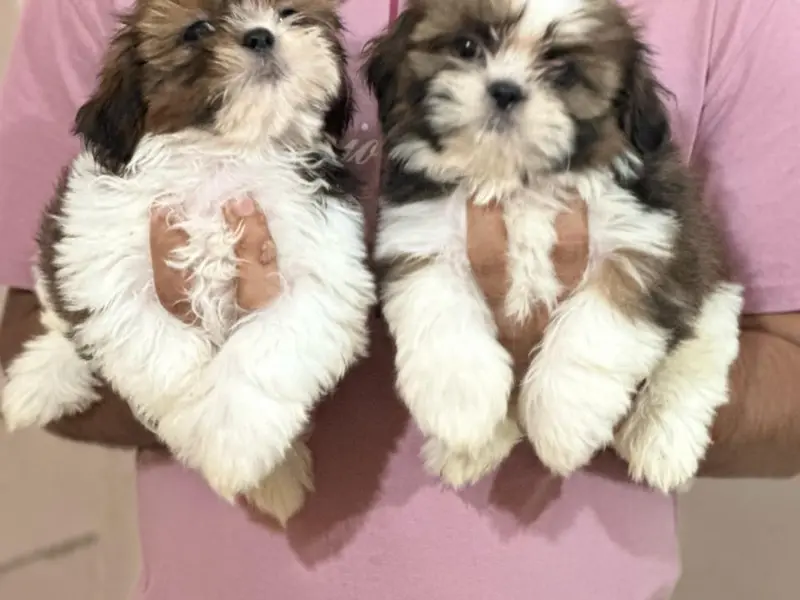 Nikz Kennels From 1996 - Dog Breeding - Puppies for sale in Bangalore-German shepherd-husky-Pom-Dane-GSD|, photo 2