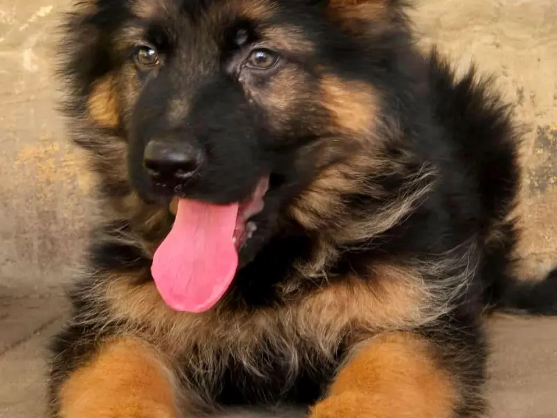 Nikz Kennels From 1996 - Dog Breeding - Puppies for sale in Bangalore-German shepherd-husky-Pom-Dane-GSD|, photo 4