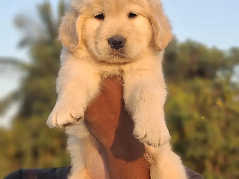 Nikz Kennels From 1996 - Dog Breeding - Puppies for sale in Bangalore-German shepherd-husky-Pom-Dane-GSD|, photo 5