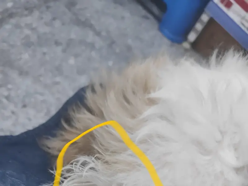 Pawzz Town Clinic & Pet Store, photo 3