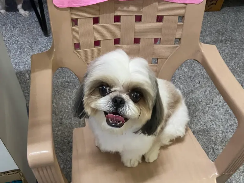 Pawzz Town Clinic & Pet Store, photo 4