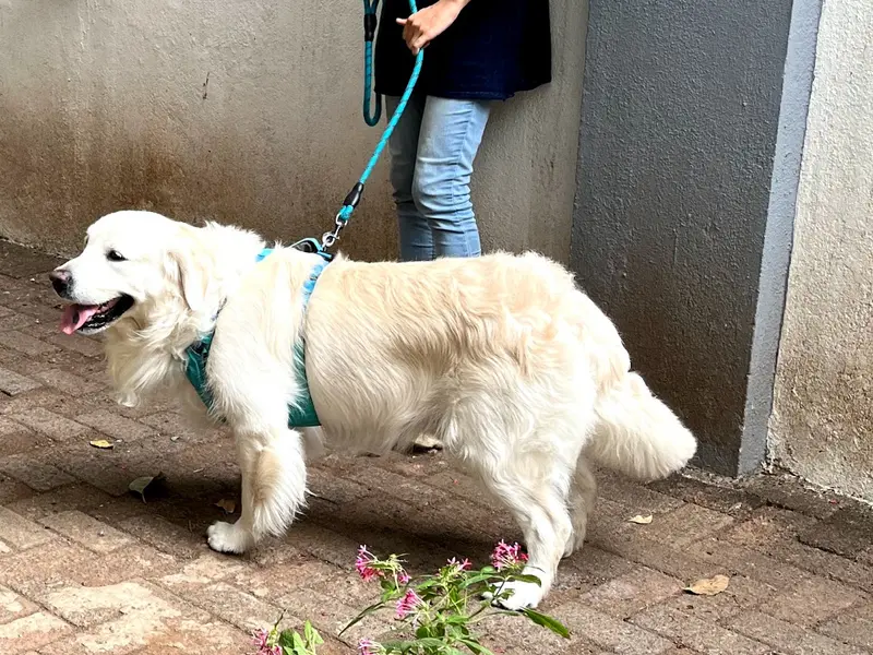 Pranati's positive Dog training, photo 4