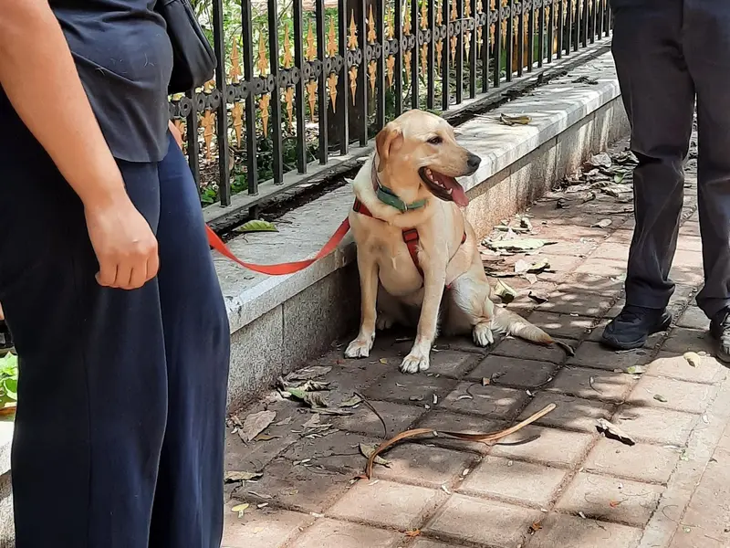 Pranati's positive Dog training, photo 5