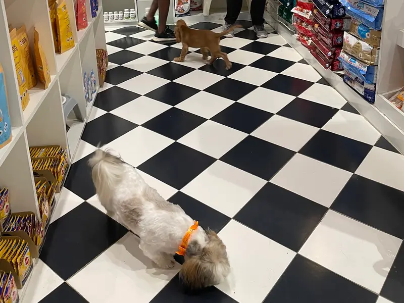 Heads Up For Tails Pet Store - Richards Park, Bengaluru, photo 4