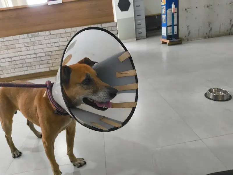 CUPA Small Animal Specialty Hospital, photo 4
