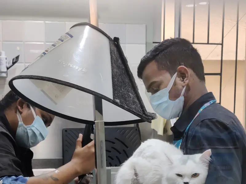 CUPA Small Animal Specialty Hospital, photo 5