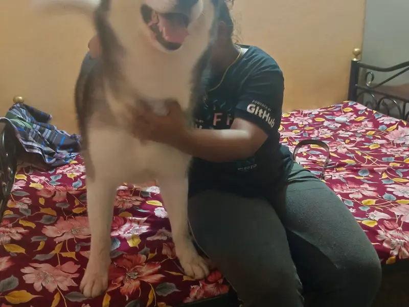 Dilip Pet Boarding And Daycare, photo 2