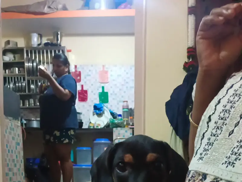 Dilip Pet Boarding And Daycare, photo 3