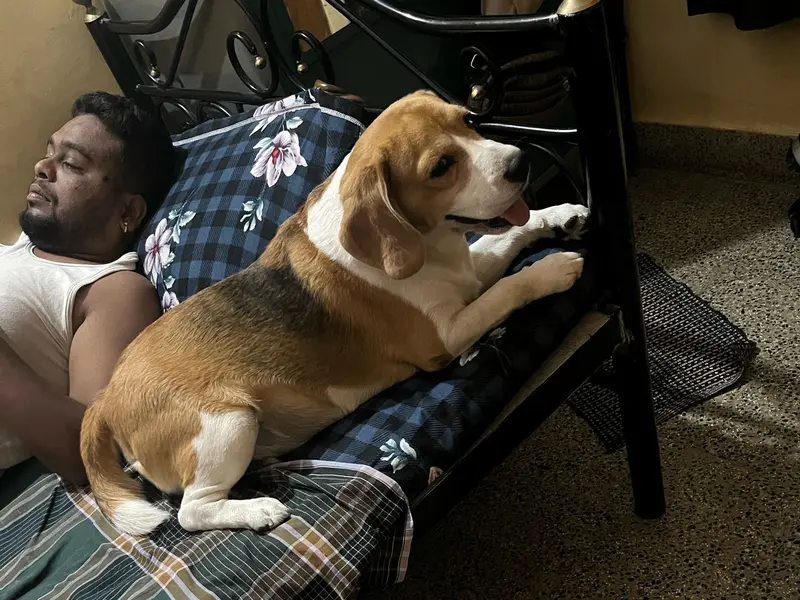 Dilip Pet Boarding And Daycare, photo 4