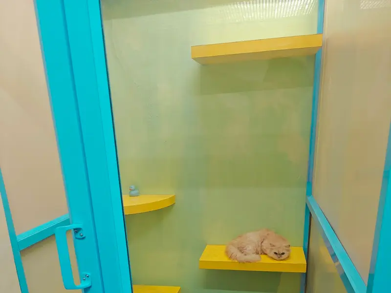 Dog & Cat Boarding, photo 3