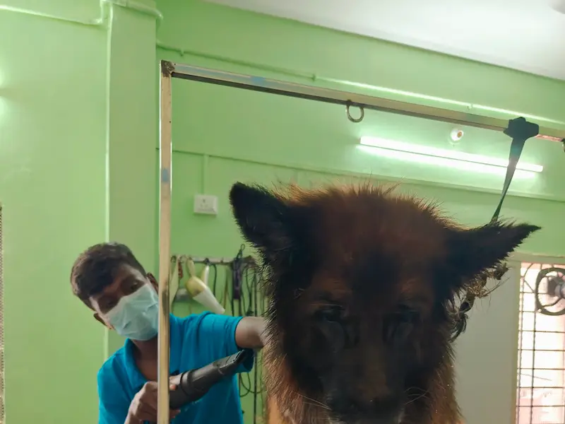 Dog & Cat Boarding, photo 5