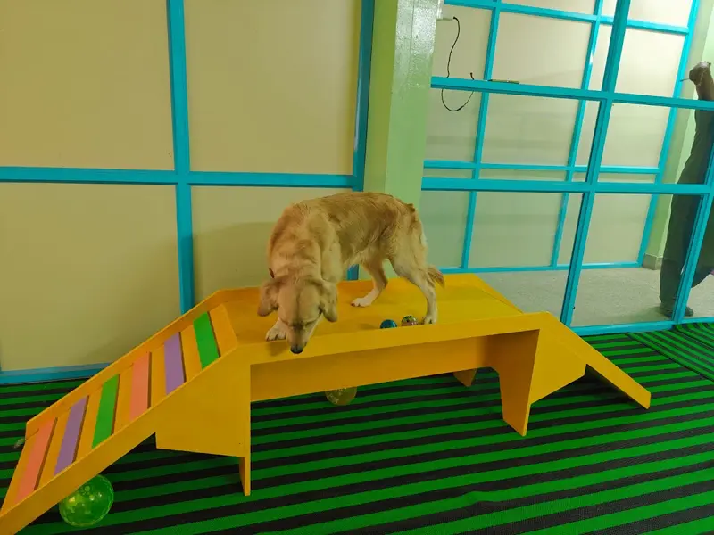 HI Tech Pet Grooming Center, photo 5