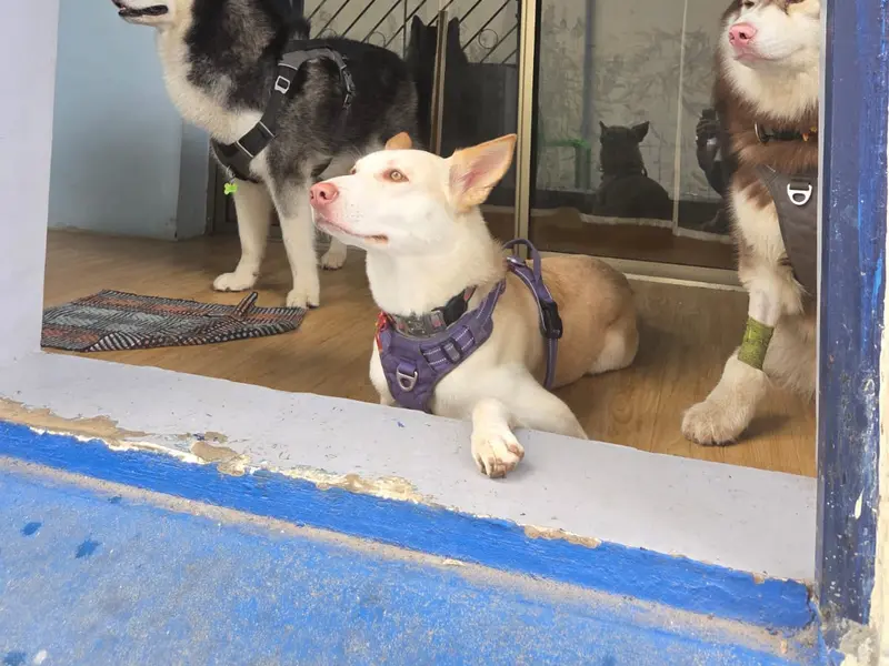 Poochkoo - Pet Care, RT Nagar, photo 2
