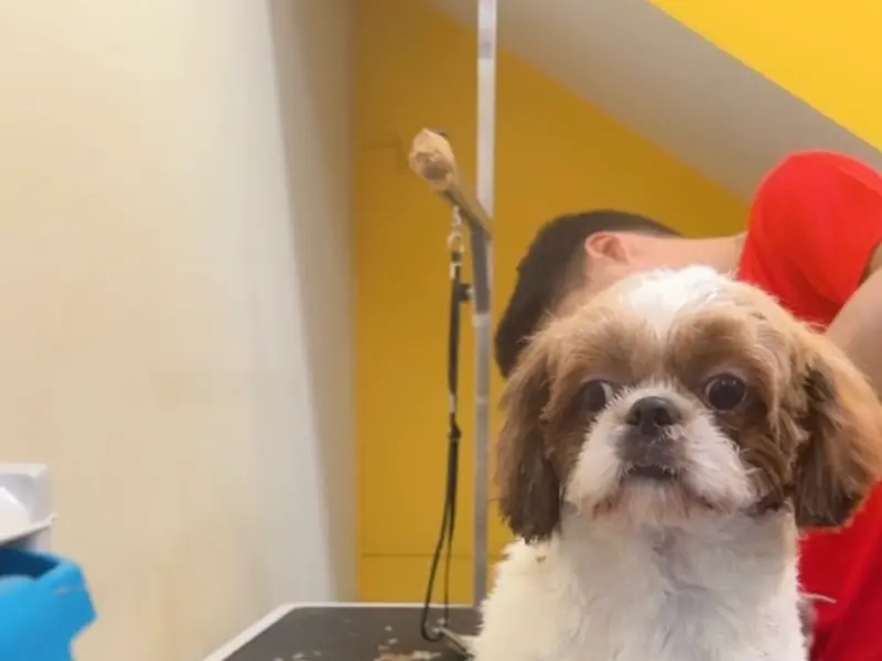 Poochkoo - Pet Care, RT Nagar, photo 3