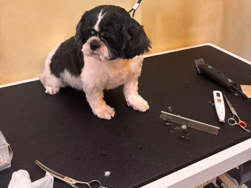 Poochkoo - Pet Care, RT Nagar, photo 5