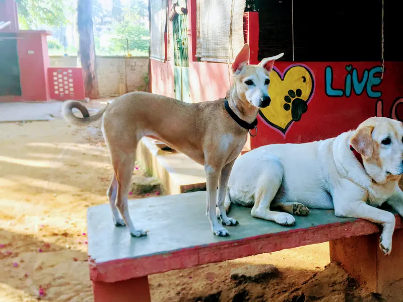 Pet Stepin', photo 2