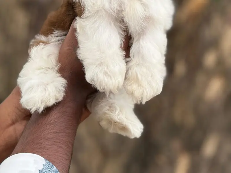 The Dog Sale KCI Certified Puppies husky puppies Shih Tzu puppies golden retriever puppies for sale Rottweiler puppies, photo 2