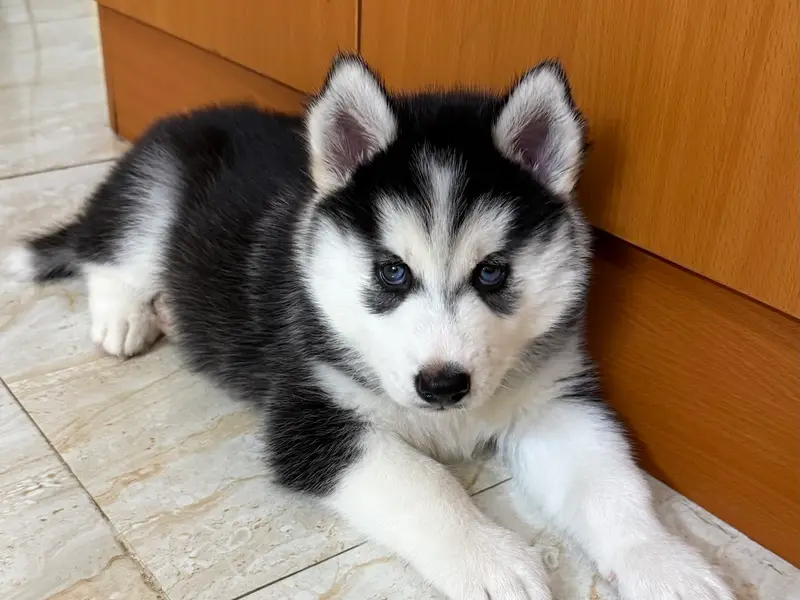The Dog Sale KCI Certified Puppies husky puppies Shih Tzu puppies golden retriever puppies for sale Rottweiler puppies, photo 3