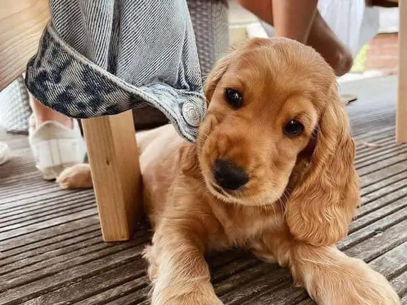 The Dog Sale KCI Certified Puppies husky puppies Shih Tzu puppies golden retriever puppies for sale Rottweiler puppies, photo 4