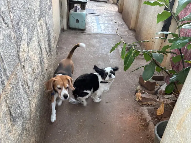 Chaitra's Canine Den, photo 3