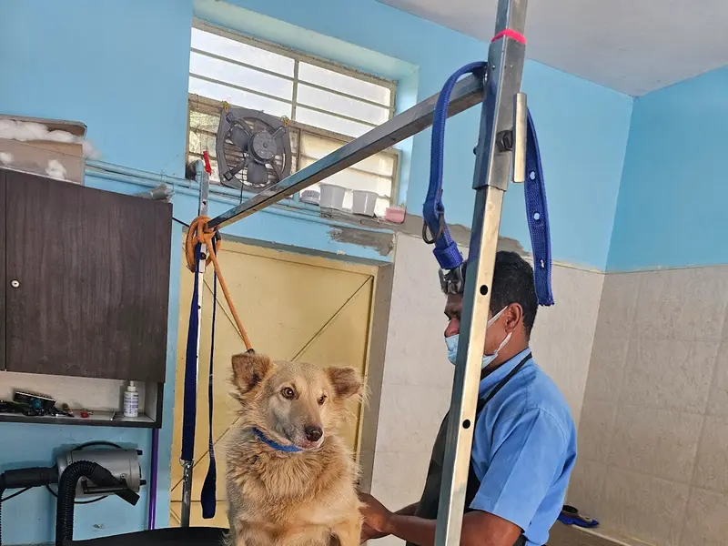 Maruthi Pet Grooming Centre, photo 4