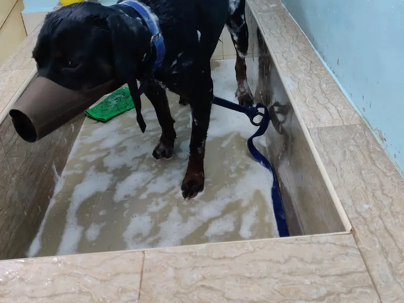 Maruthi Pet Grooming Centre, photo 5