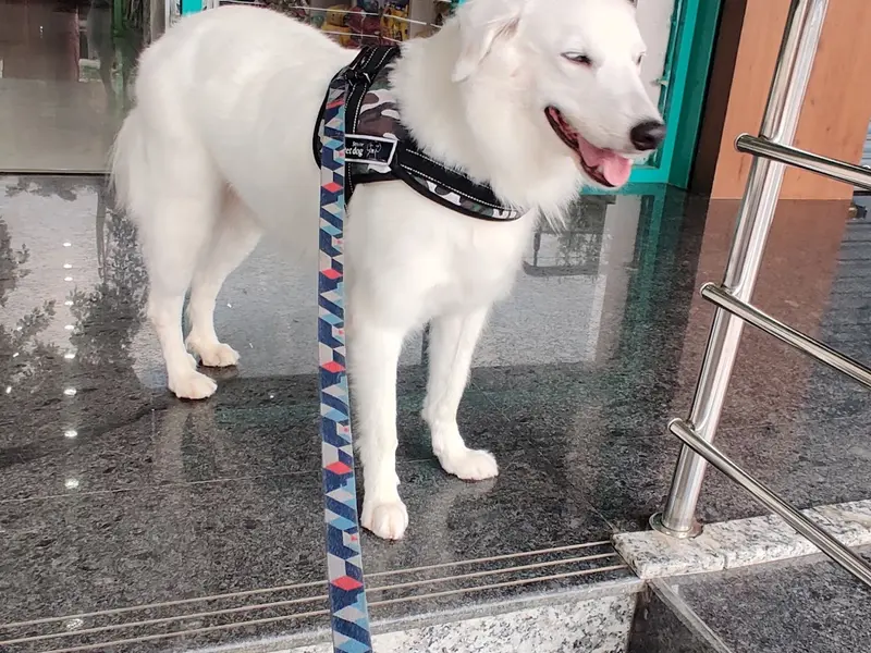 Poochies Pet Store & Spa, photo 3