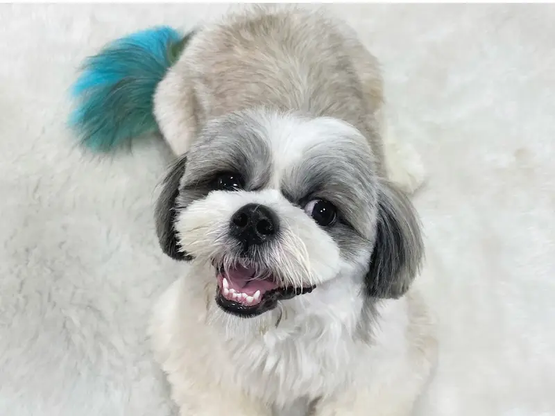 Poochies Pet Store & Spa