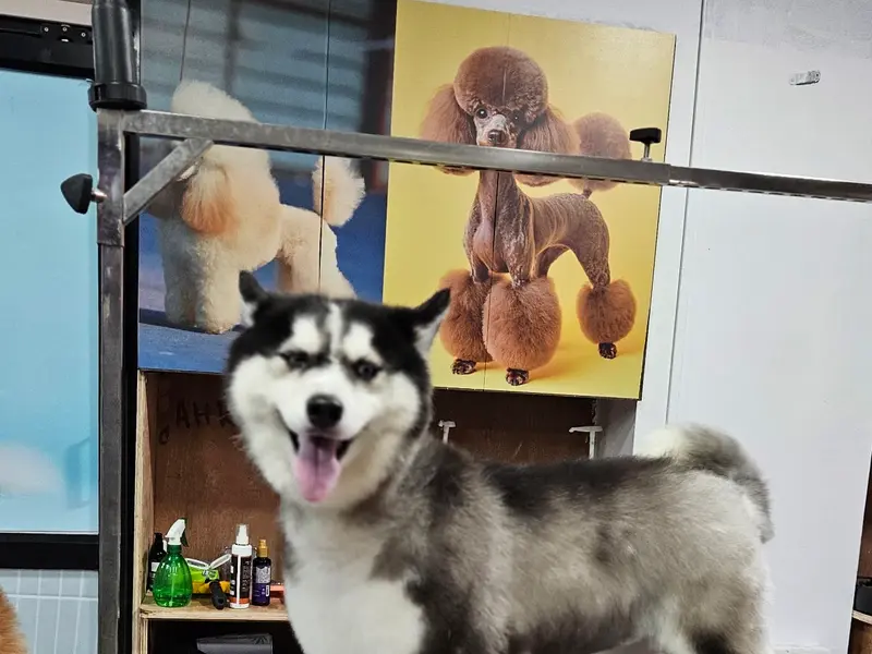 PETS & HUGS PET GROOMING AND CLINIC, photo 2