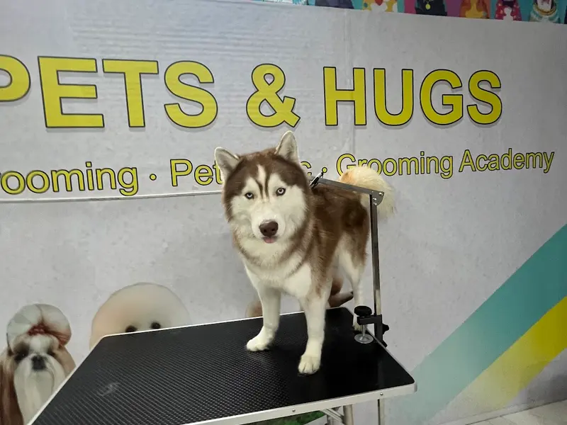 PETS & HUGS PET GROOMING AND CLINIC, photo 5