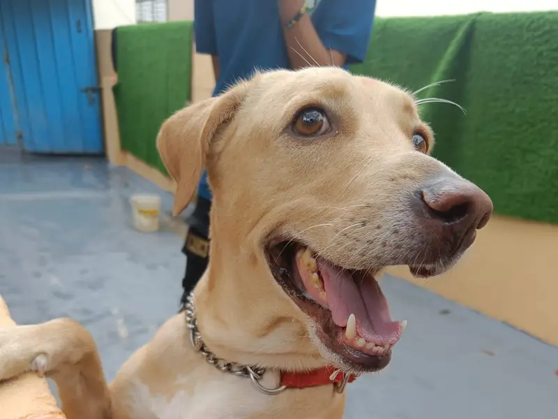 Furever Safe Petcare Services, photo 2