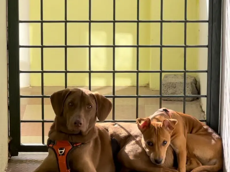 Furever Safe Petcare Services, photo 3