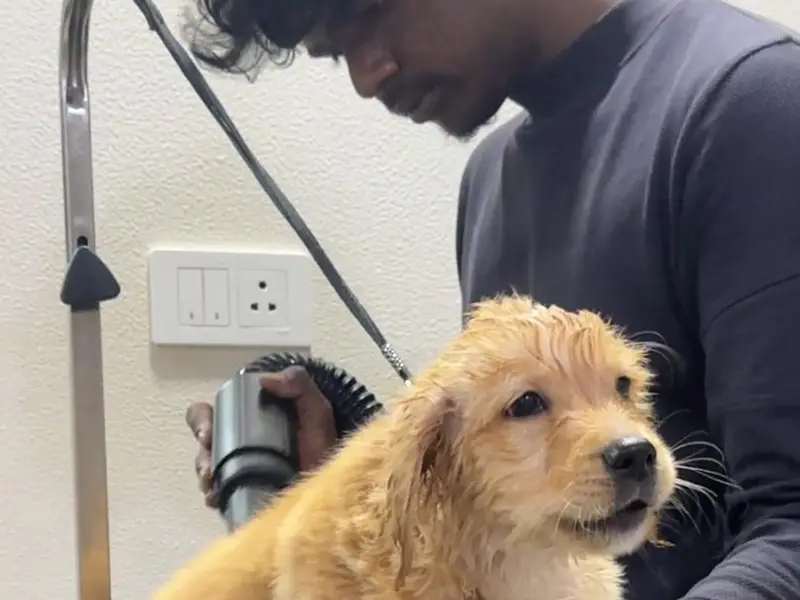 Furever Safe Petcare Services, photo 4