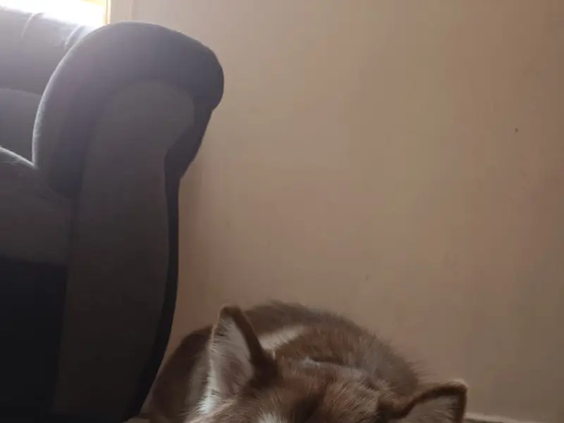 Furever Safe Petcare Services