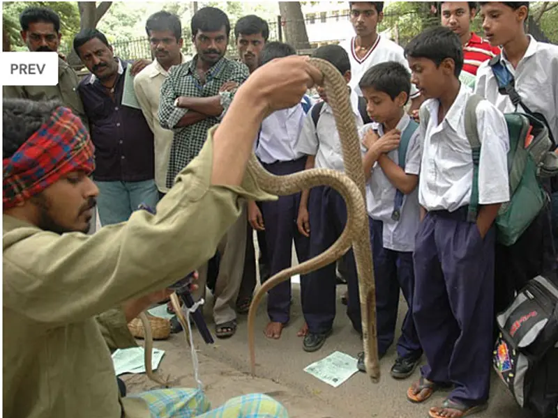 Snake catcher vasuki, photo 2