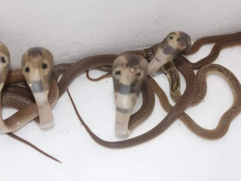 Snake catcher vasuki, photo 3