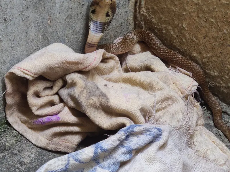 Snake catcher vasuki, photo 4